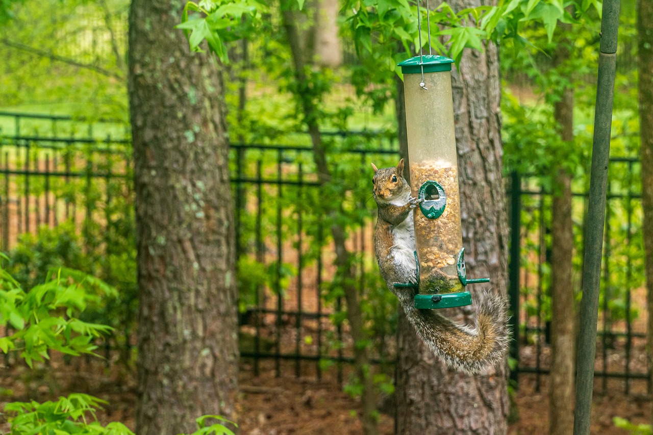 4 Easy-to-Make Bird Feeders Using Recycled Materials